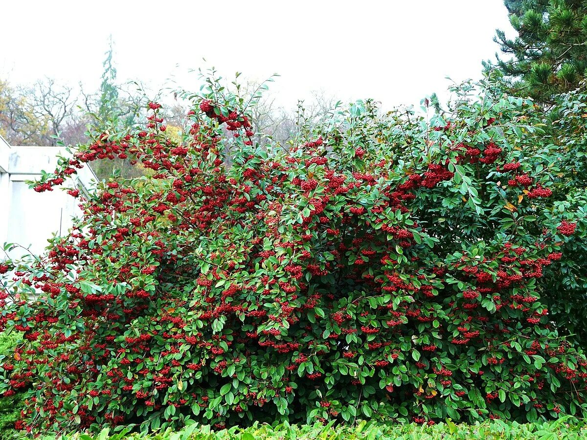 Кизил декоративный фото File:Cotonéaster laiteux (34).JPG - Wikimedia Commons
