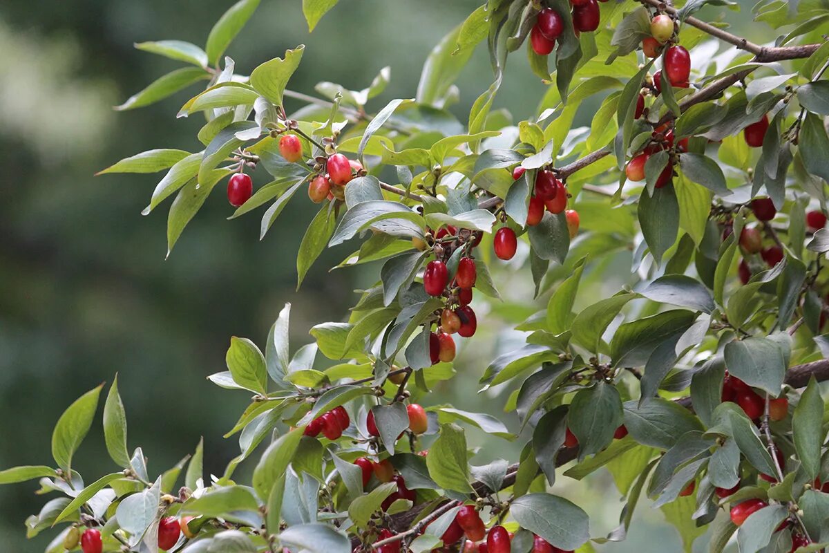 Кизил декоративный фото Cornelian cherry olives are made from unripe Cornus mas fruit