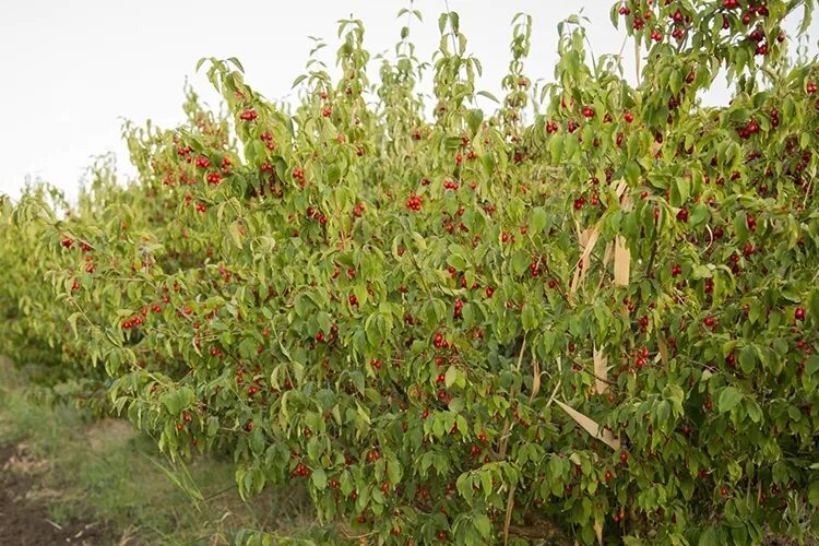 Кизил фото кустарника ⭕ Купить саженцы кизила в Крыму с доставкой почтой: низкие цены