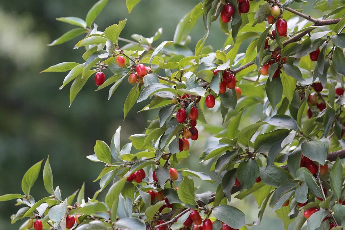 Кизил фото кустарника Cornelian cherry olives are made from unripe Cornus mas fruit