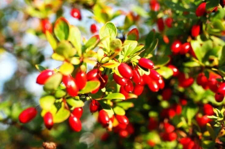 Кизил фото кустарника с ягодами How to Grow Cornelian Cherry Dogwoods Cherry plant, Amazing flowers, Flowers bla