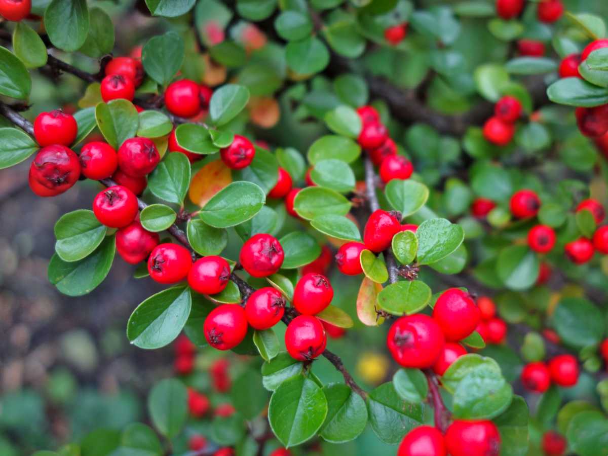 Кизил фото кустарника с ягодами и листьями Cotoneaster - planting, pruning, care in hedges and shrub beds