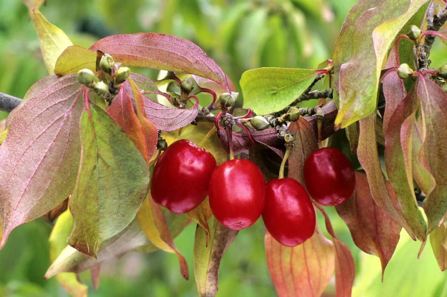 Кизил фото кустарника с ягодами и листьями Dogwood Tree: Types, Planting, and Growing Guide