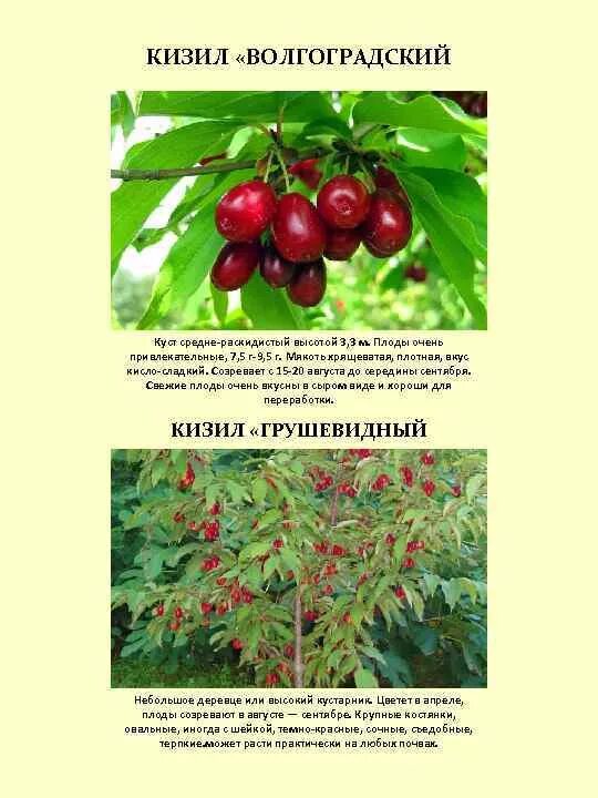 Кизил описание сорта фото отзывы Кизил обыкновенный описание кустарника eCookie.ru