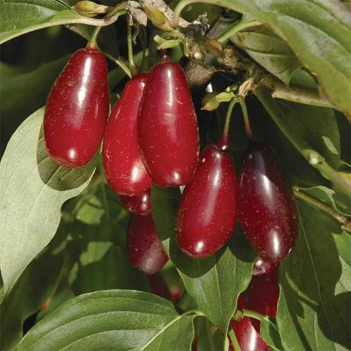 Кизил описание сорта фото отзывы Pioneer Cornelian Cherry Flower seeds, Spring flowering trees, Dogwood