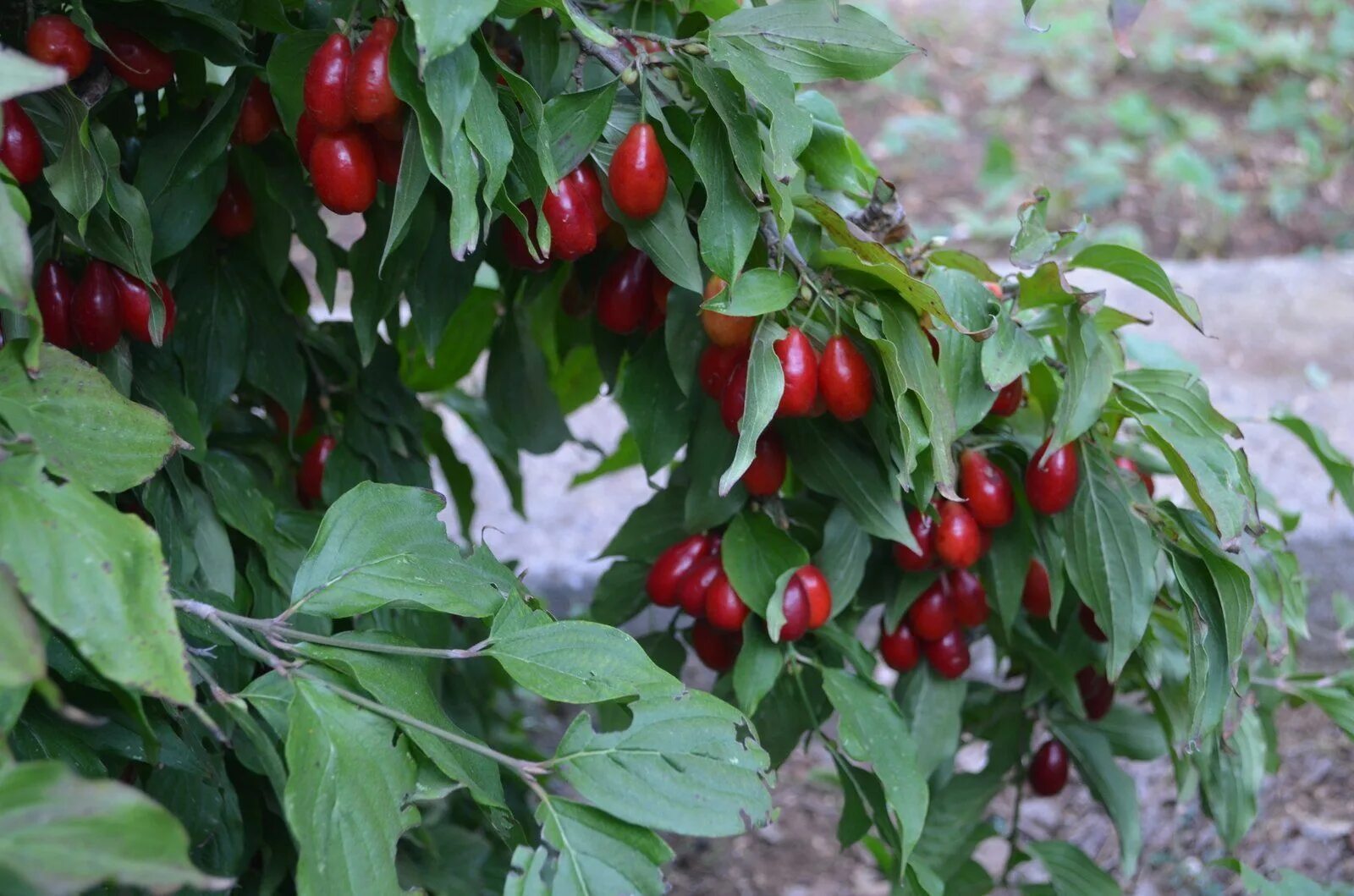 Кизил садовый фото Купить Кизил Плодовый Грушевидный - Кизил - GardenPlants