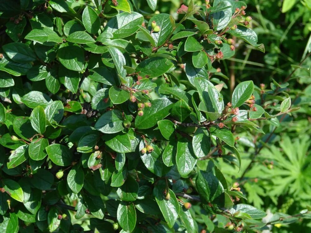 Кизильник блестящий кустарник фото Кизильник блестящий Cotoneaster lucidus, контейнер 3 л (К) - саженцы купить в ин