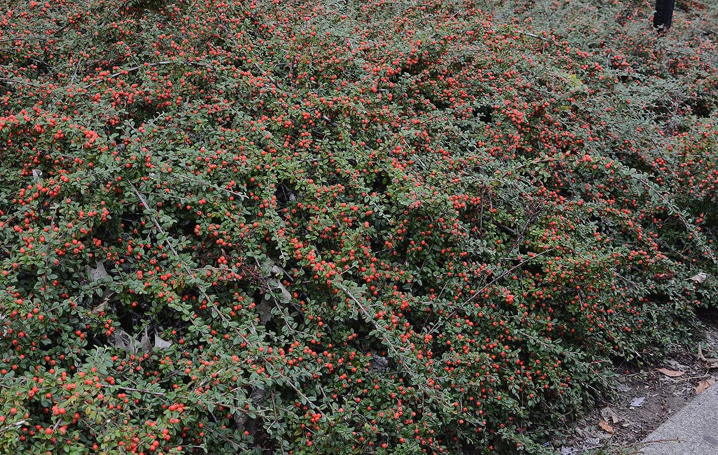 Кизильник фото посадка и уход Cotoneaster × suecicus 'Coral Beauty' Landscape Plants Oregon State University