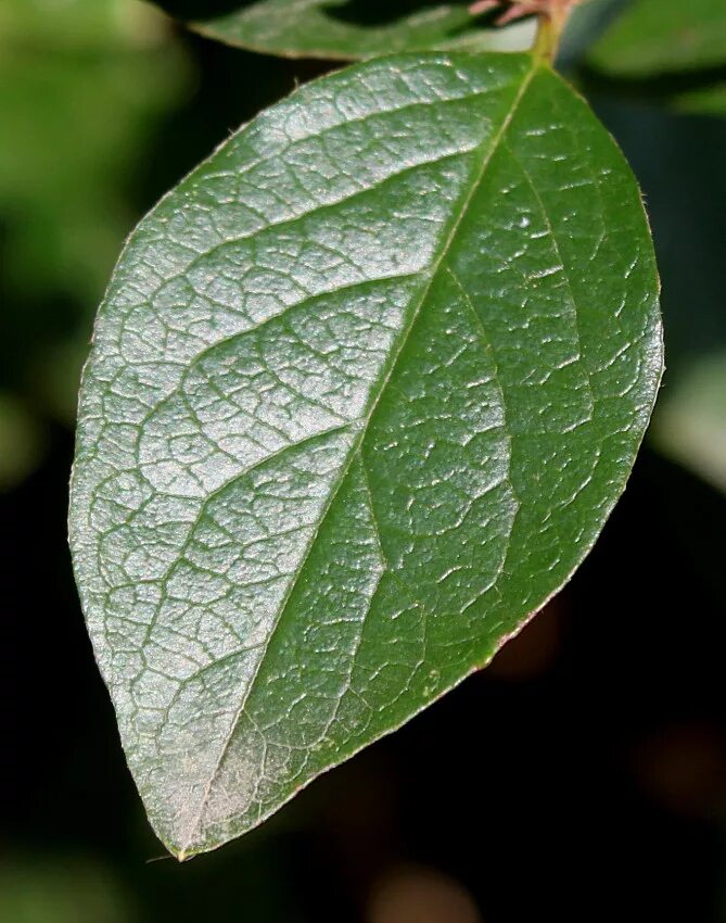 Кизильник листья фото Cotoneaster lucidus - Image of an specimen - Plantarium