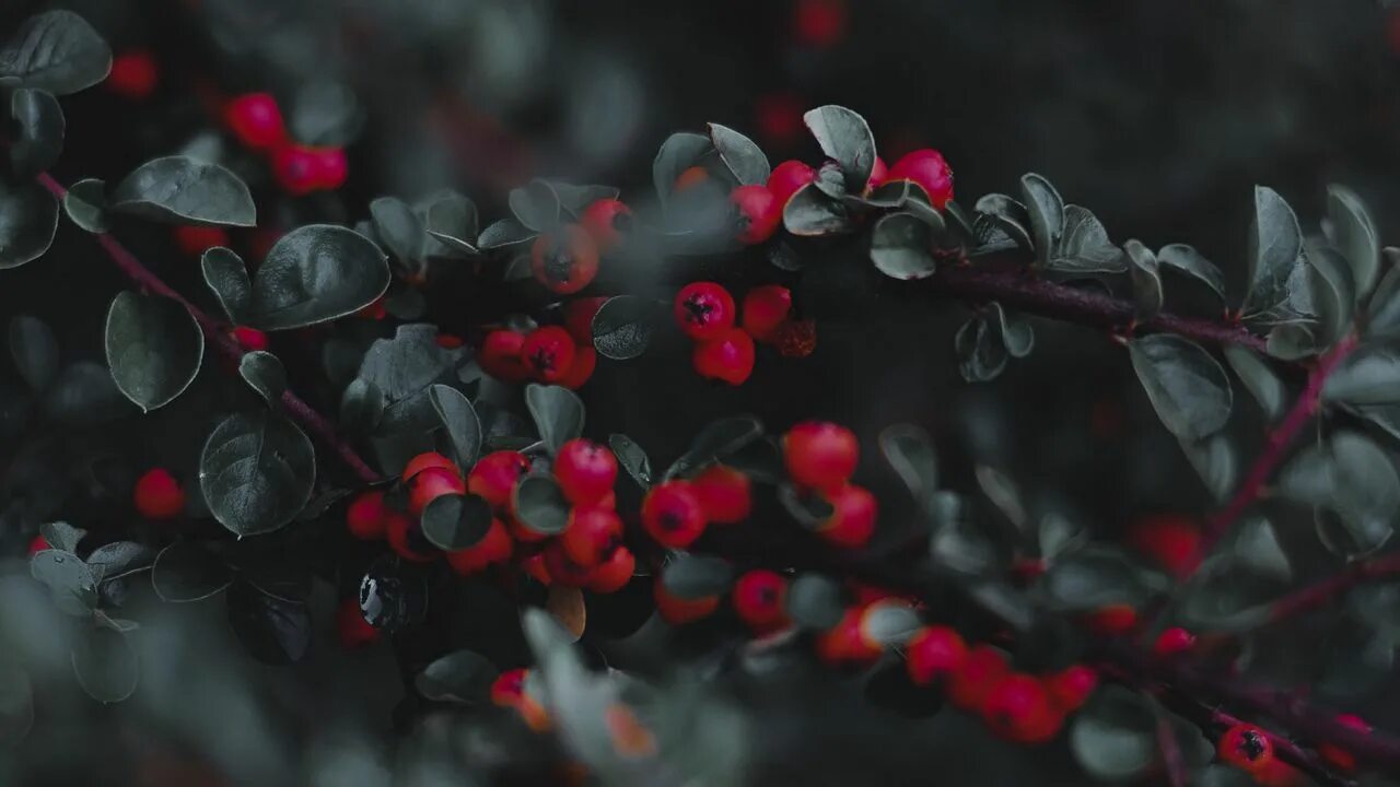 Кизильник листья фото Download wallpaper 1280x720 cotoneaster, berries, leaves, branches, macro hd, hd
