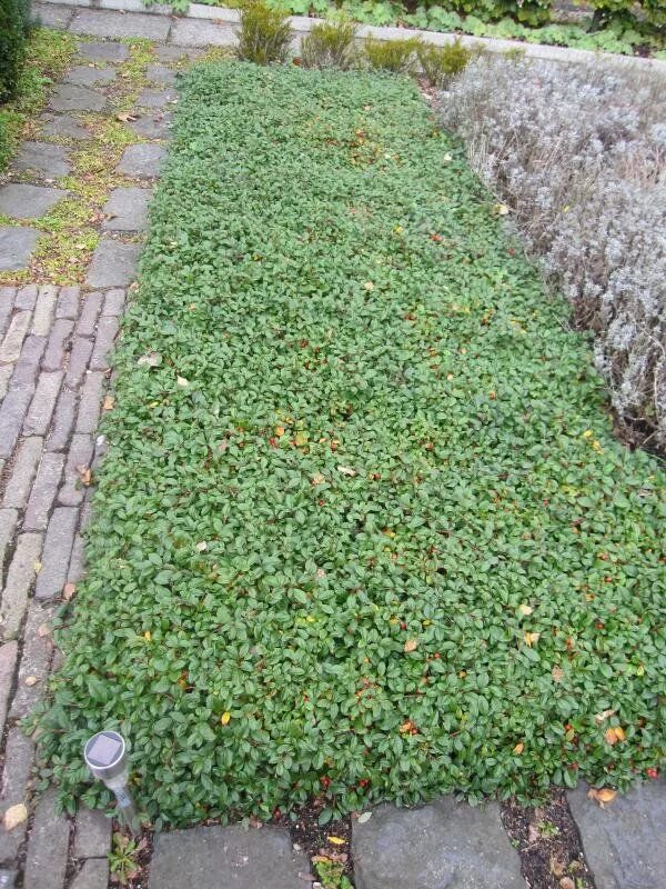 Кизильник ползучий в ландшафтном дизайне фото Dwergmispel (Cotoneaster dammeri) MijnTuin.org Trädgård