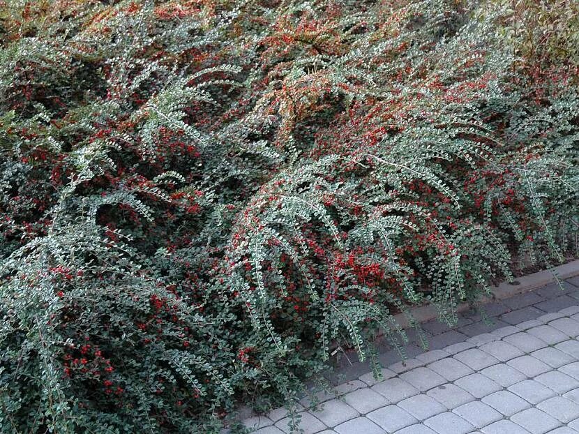 Кизильник ползучий в ландшафтном дизайне фото Кизильник горизонтальный: описание, фото, сорта, посадка и уход, размножение