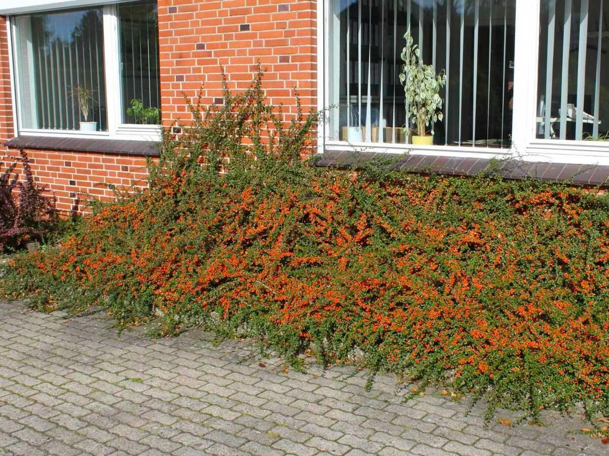 Кизильник ползучий в ландшафтном дизайне фото cotoneaster-dammeri-skogholm Интернет-магазин цветов и растений PlantShip