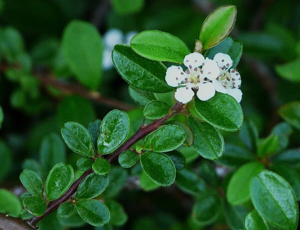 Кизильник цветет фото Файл:Cotoneaster dammeri (22).JPG - Википедия