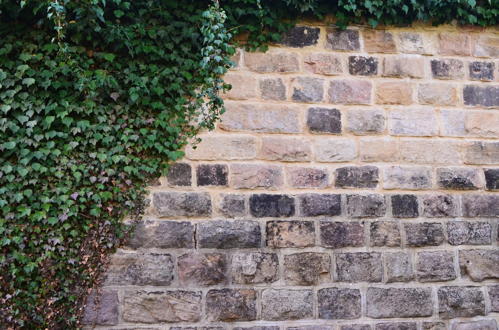 Кладка стены фото Download free photo of Stone,wall,ivy,background,stone wall and the ivy - from n