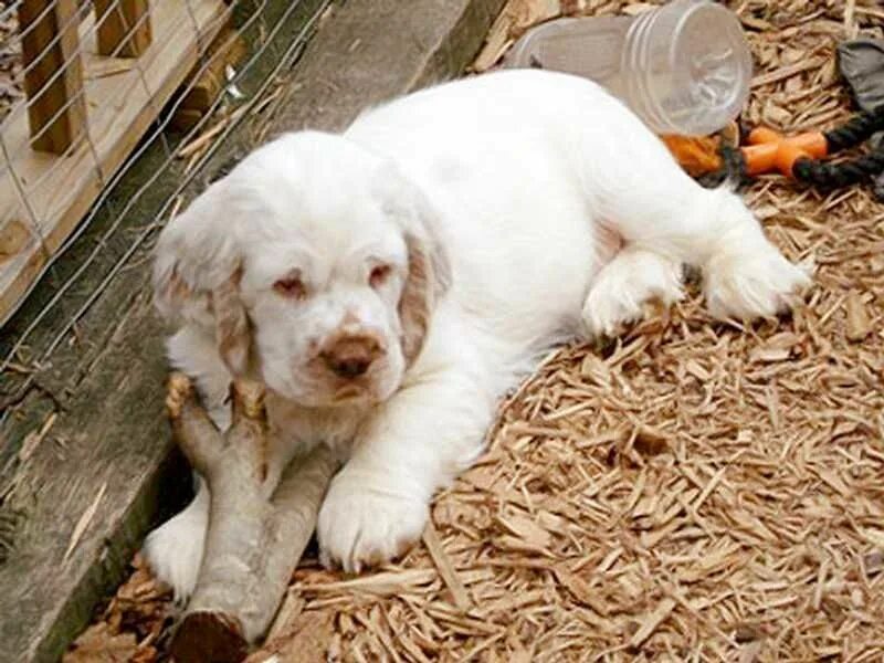Кламбер спаниель фото щенки цена Clumber Spaniel Puppies Clumber spaniel, Clumber spaniel puppy, Spaniel