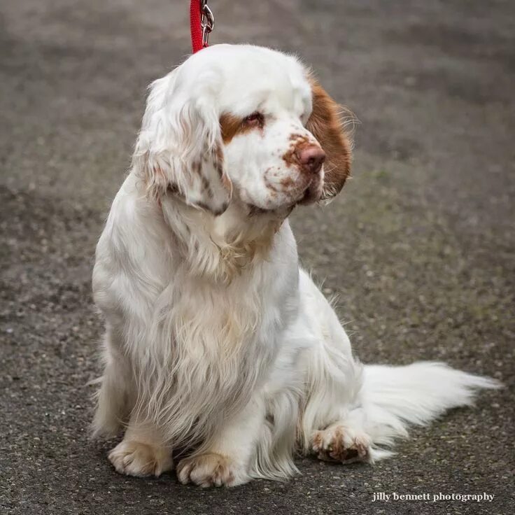 Кламбер спаниель фото щенки цена Pin by Barbara Smith on Number 2 Cocker, King Charles, Cockapoos Spaniels #2 Clu