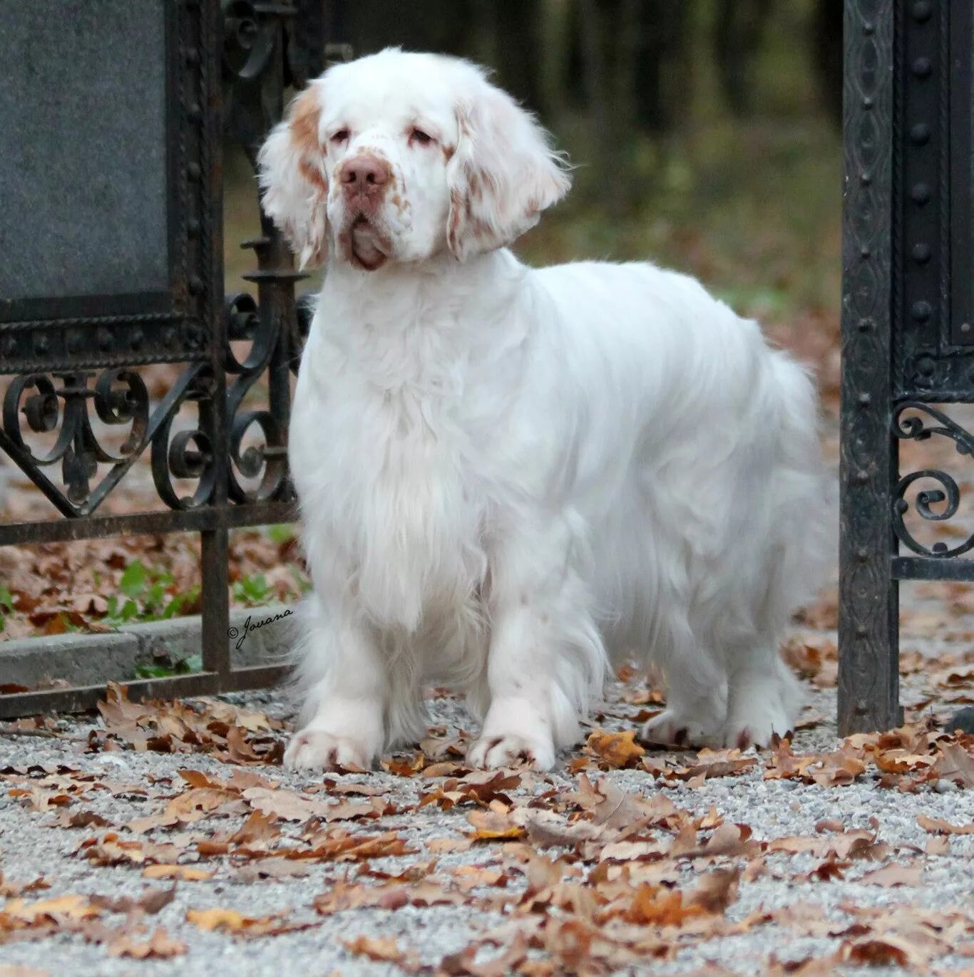 Кламбер спаниель фото щенки цена Clumber Spaniel - Facts, Pictures, Puppies, Temperament, Breeders, Price Animals