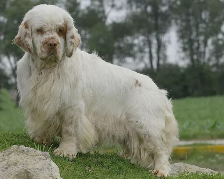 Кламбер спаниель фото щенки цена Clumber Spaniel Info, Temperament, Training, Puppies, Pictures (With images) Clu