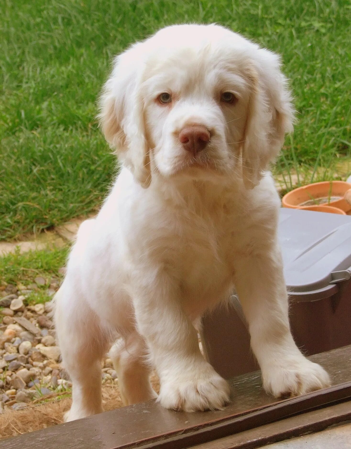 Кламбер спаниель фото щенки цена Pin on puppy Clumber spaniel puppy, Clumber spaniel, Spaniel puppies