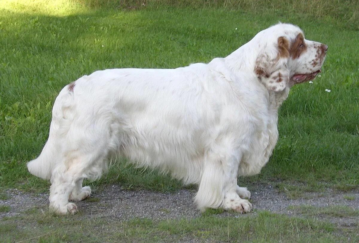 Кламбер спаниель фото щенки цена CLUMBER SPANIEL Clumber spaniel, Dog breeds, White dog breeds