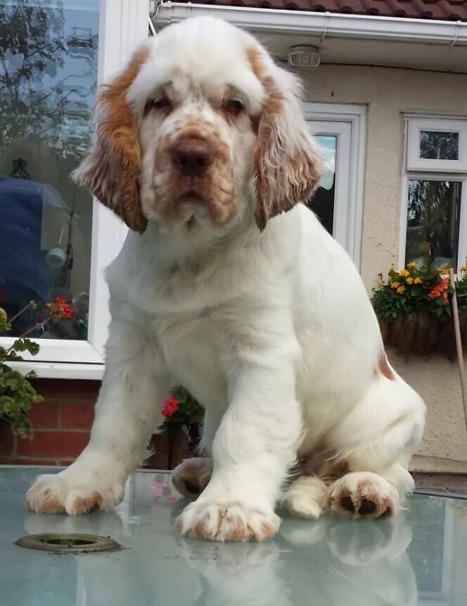 Кламбер спаниель фото щенки цена Clumber Spaniel - My new love! Clumber spaniel, Baby dogs, Cute dogs