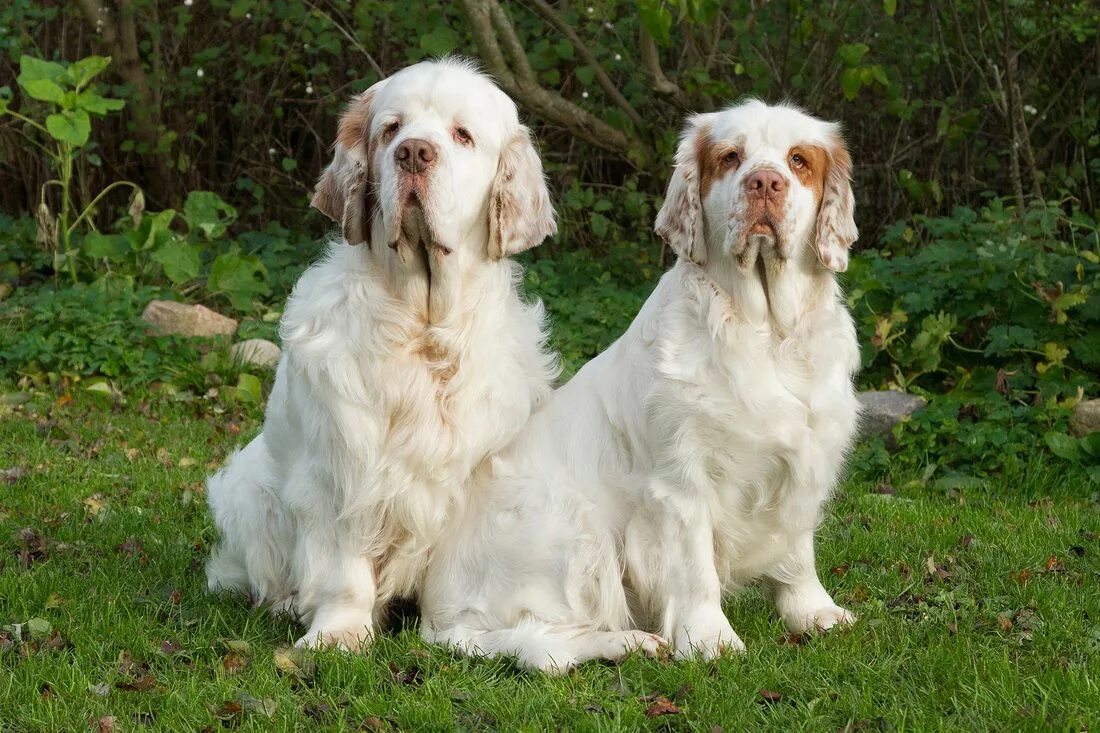 Кламбер спаниель фото щенки цена Clumber Spaniel dog breed description and characteristics Clumber spaniel, Spani