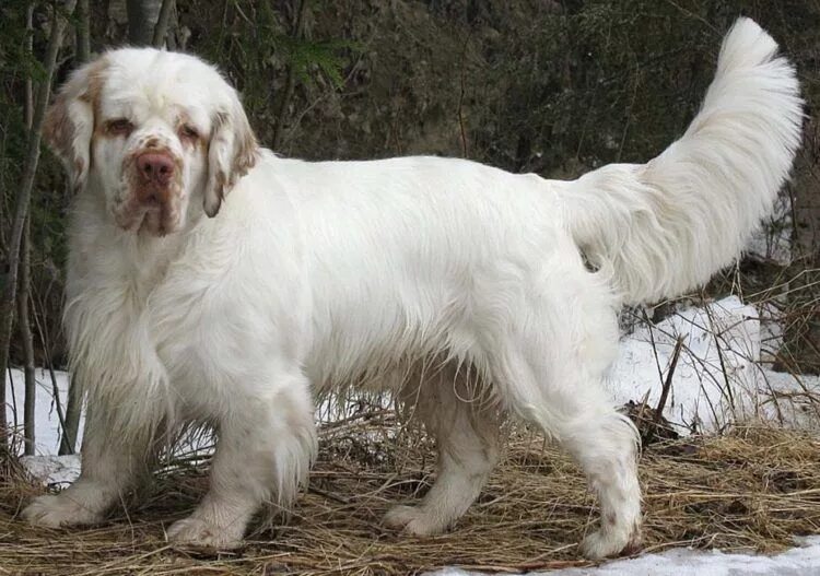 Кламбер спаниель фото щенки цена 10 Things You Didn't Know About the Clumber Spaniel Clumber spaniel, Dog breeds,