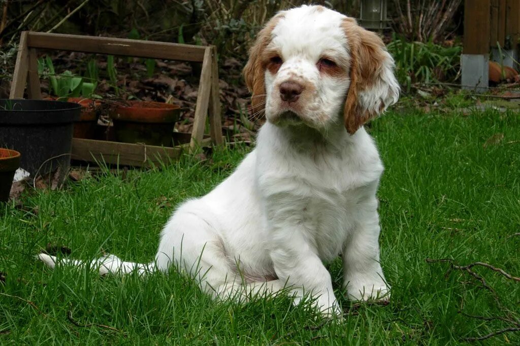 Кламбер спаниель фото щенки цена One of the original nine breeds registered by the AKC, the Clumber Spaniel’s. Cl