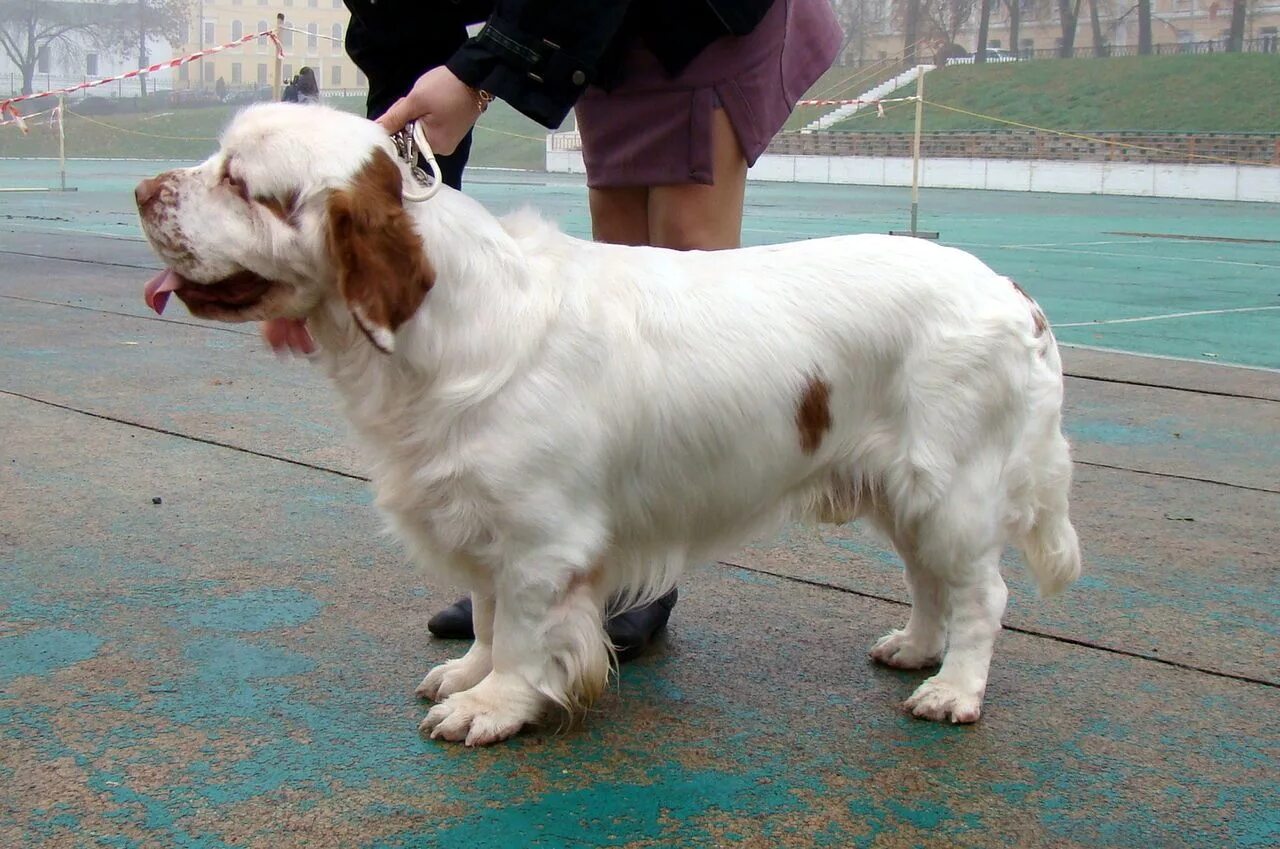 Кламбер спаниель фото щенки цена Clumber Spaniel Clumber spaniel, Spaniel, Dogs