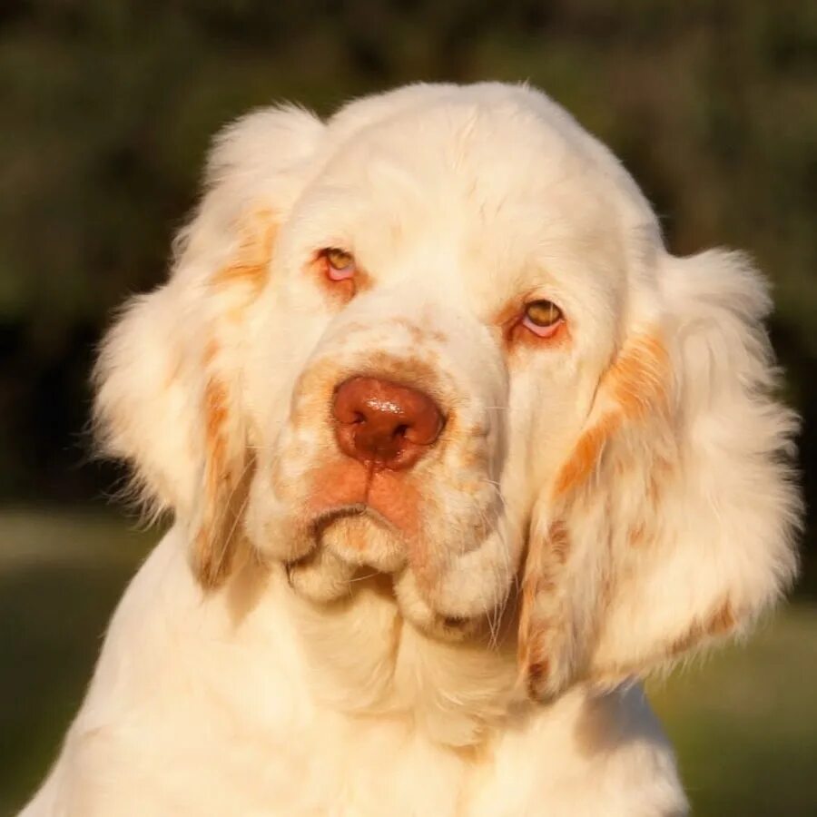 Кламбер спаниель фото щенки цена Кламбер спаниель clumber spaniel - YouTube