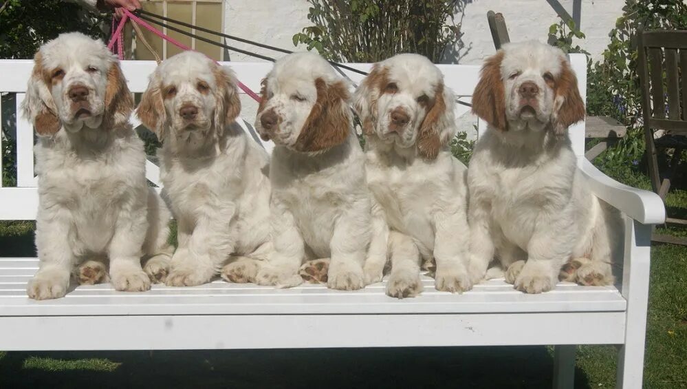 Кламбер спаниель фото щенки цена Clumber Spaniel Puppies - Petsyclopedia News E66