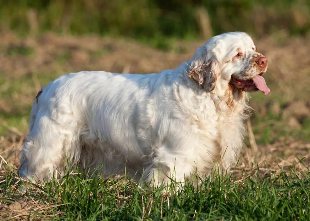 Кламбер спаниель фото щенки цена Clumber spaniel: Understands new commands in 15–25 repetitions; Obeys first comm