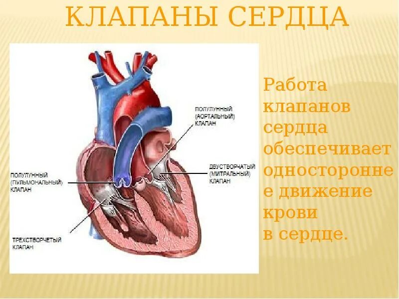 Клапаны сердца фото Картинки КАКИЕ КЛАПАНЫ НАХОДЯТСЯ