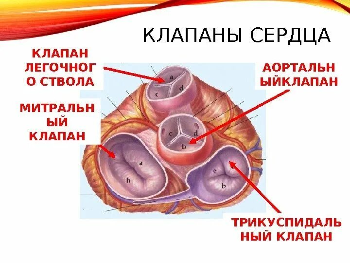 Клапаны сердца фото Сердце и клапаны схема