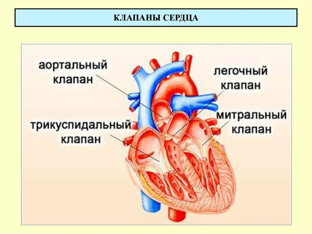 Клапаны сердца фото Клапаны между сосудами и камерами сердца: найдено 86 изображений