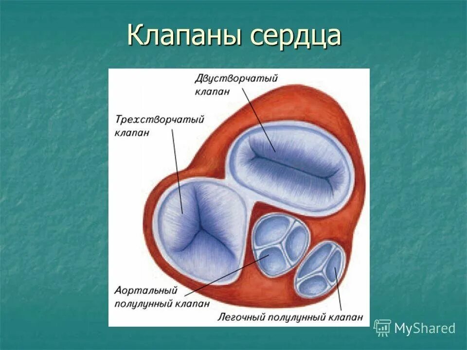 Клапаны сердца фото Створчатые открыты полулунные закрыты