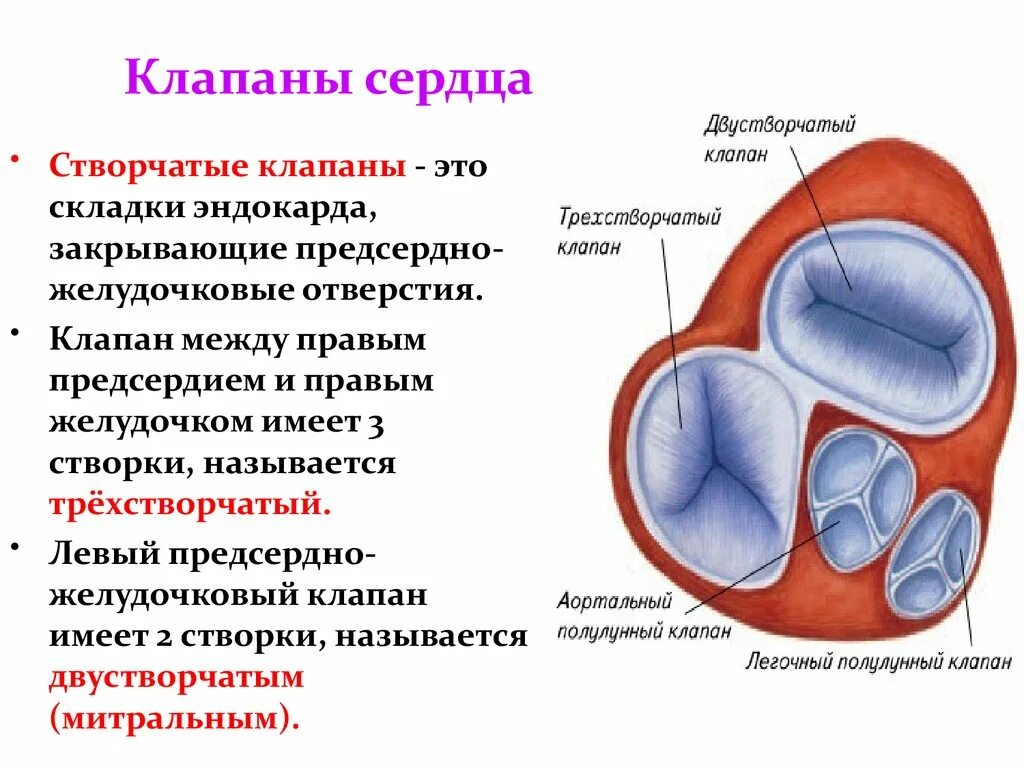 Клапаны сердца фото Картинки ПОЛУЛУННЫЕ КЛАПАНЫ ЗАКРЫТЫ СТВОРЧАТЫЕ КЛАПАНЫ ЗАКРЫТЫ