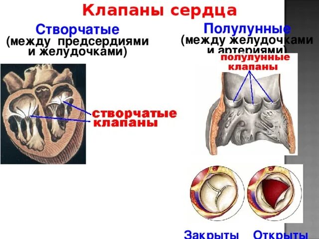 Клапаны сердца фото Презентация строение сердца по Кембриджской технологии - биология, презентации