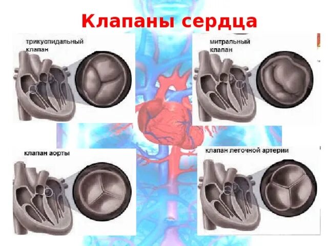 Клапаны сердца фото Презентация по анатомии "Строение сердца человека"