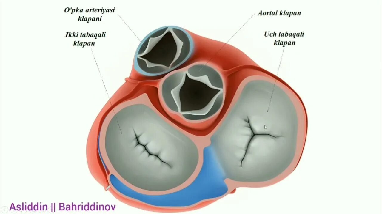 Клапаны сердца фото Qon aylanish sistemasi organlari - YouTube