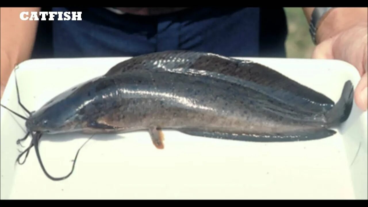 Клариевый сом на что ловить FISHING WITH ROD IN INDIA. - YouTube