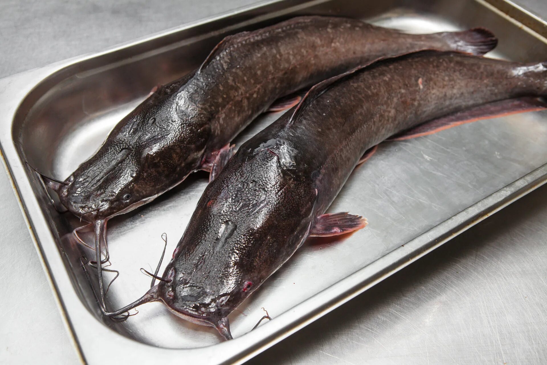 Клариевый сом на что ловить Фермерские продукты :: Рыба и мясо :: Сом клариевый живой, охлажденный не потраш