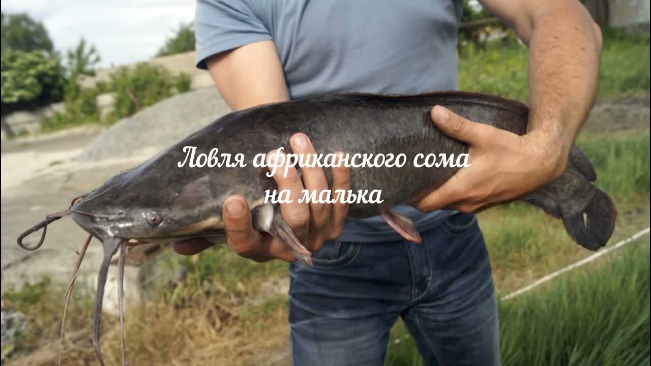 Клариевый сом на что ловить Ловля африканского сома на живца - YouTube