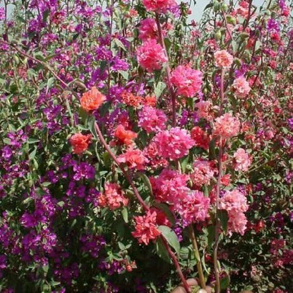 Кларкия фото на клумбе Elegant Clarkia Mix 100 Seeds Clarkia Elegans Etsy Plants, Seeds, How to grow ta