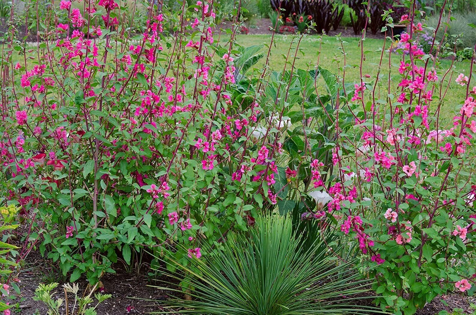 Кларкия фото на клумбе Кларкия изящная Ноготковая - микс (лат. Clarkia unguiculata) семена 30шт - купит