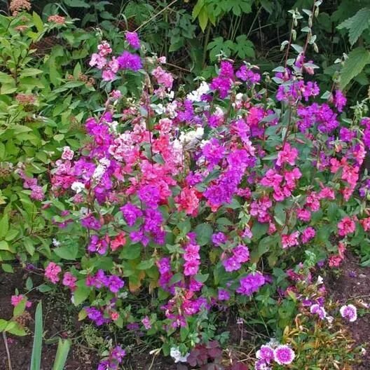 Кларкия фото на клумбе Clarkia Seeds - Mixed Flower Seeds in Packets & Bulk Eden Brothers