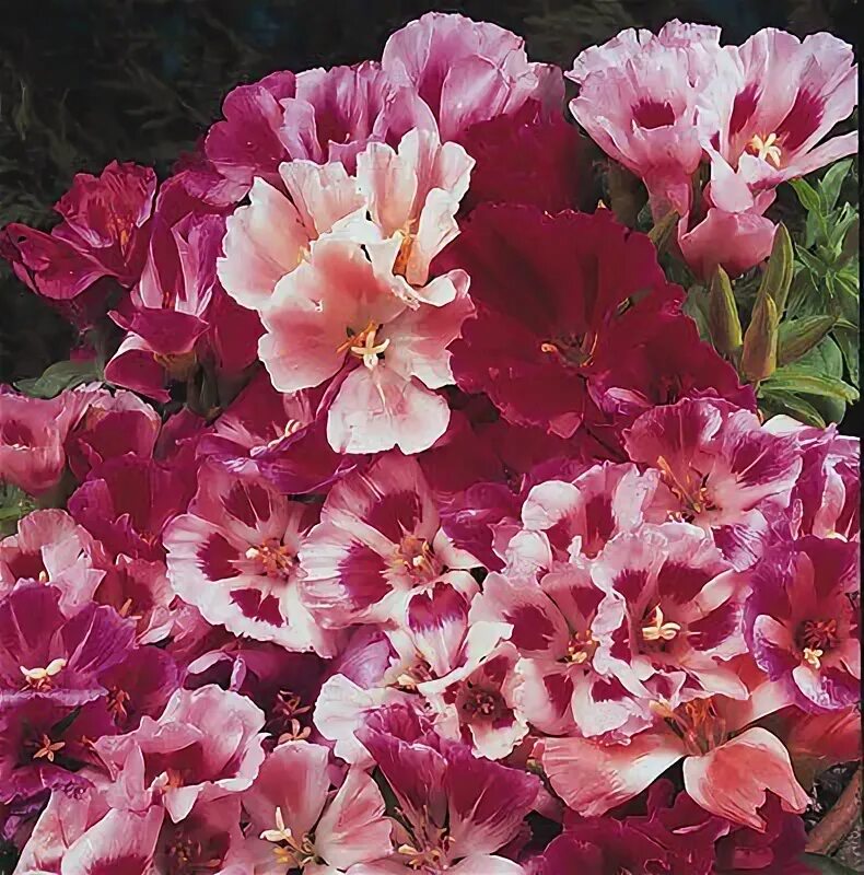 Кларкия фото на клумбе US$ 2.32 - BELLFARM Geranium Fire Red 'Apple Blossom' Bonsai Flowers 20pcs 'Seed