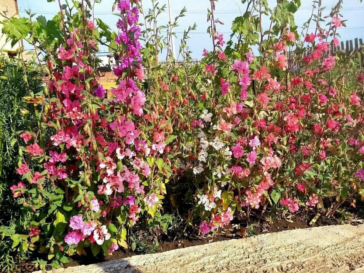 Кларкия фото на клумбе Кларкия изящная Ноготковая - микс (лат. Clarkia unguiculata) семена 30шт - купит