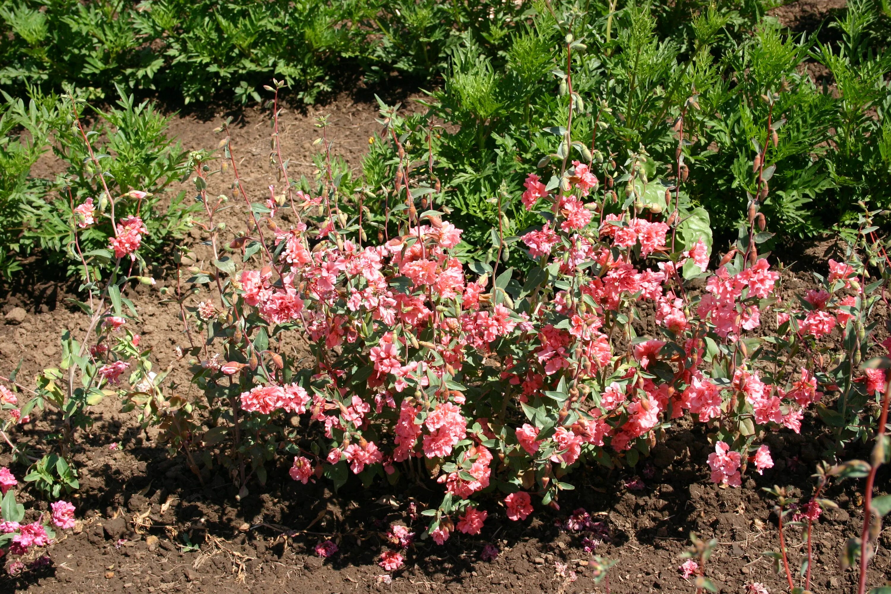Кларкия фото на клумбе Clarkia - Elegant Light Salmon - Oregon Wholesale Seed Company